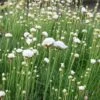 Armeria Maritima 'Alba' 2 Armeria Maritima 'Alba' -Garden Plants Shop ARME T58306 A h