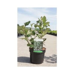 Aronia X Prunifolia 'Aron' -Garden Plants Shop ARON T66055 A h