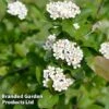 Aronia Melanocarpa 'Professor Ed' -Garden Plants Shop ARON MELANOCAR L30259