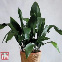 Garden Plants Shop -Garden Plants Shop ASPI T07043 D