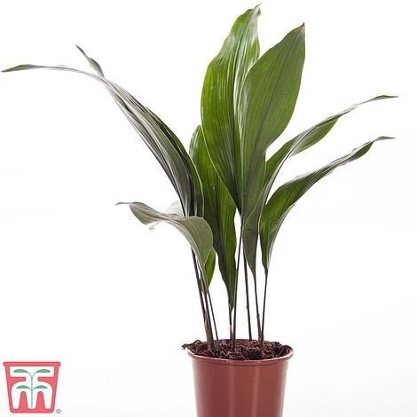 Aspidistra Elatior 5 Aspidistra Elatior - Image 3