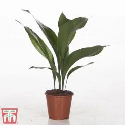 Aspidistra Elatior 13 Aspidistra Elatior -Garden Plants Shop ASPI TKA2850 B