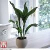 Aspidistra Elatior -Garden Plants Shop ASPI TKA2850 F