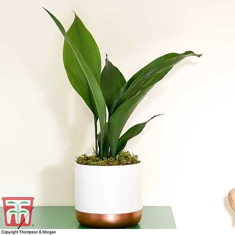 Aspidistra Elatior 7 Aspidistra Elatior - Image 5