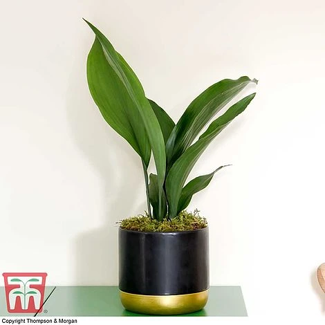Aspidistra Elatior 8 Aspidistra Elatior - Image 6