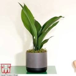 Aspidistra Elatior 16 Aspidistra Elatior -Garden Plants Shop ASPI TKA2850 J