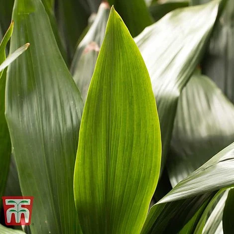 Aspidistra Elatior 10 Aspidistra Elatior - Image 8