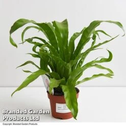 Asplenium Antiquum -Garden Plants Shop ASPL ANTIQ11CM T47370