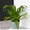 Asplenium Antiquum -Garden Plants Shop ASPL ANTIQUUM T47372