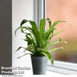 Asplenium Antiquum -Garden Plants Shop ASPL ANTIQUUM T47376