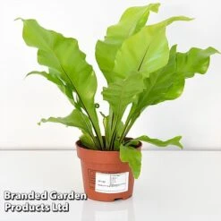 Asplenium Nidus 10 Asplenium Nidus -Garden Plants Shop ASPL NIDUS12CM T44485