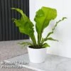 Asplenium Nidus -Garden Plants Shop ASPL NIDUS T44486