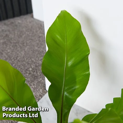 Asplenium Nidus 4 Asplenium Nidus - Image 2