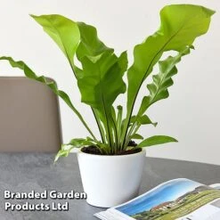 Asplenium Nidus 9 Asplenium Nidus -Garden Plants Shop ASPL NIDUS T44490