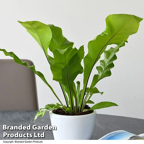 De-humidifying House Plant Collection 7 De-humidifying House Plant Collection - Image 5