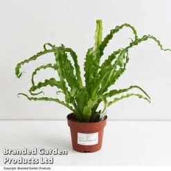 Asplenium Antiquum 'Osaka' -Garden Plants Shop ASPL OSAKA12CM T47342