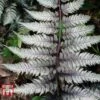Athyrium Niponicum Var. Pictum 'Burgundy Lace' -Garden Plants Shop ATHY KA8511 B