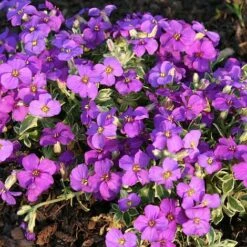 Aubrieta 'Dr. Mules Variegata' -Garden Plants Shop AUBR T58326 A h