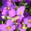 Aubrieta 'Dr. Mules Variegata' -Garden Plants Shop AUBR T58326 B