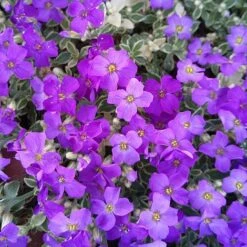 Aubrieta 'Dr. Mules Variegata' -Garden Plants Shop AUBR T58326 C