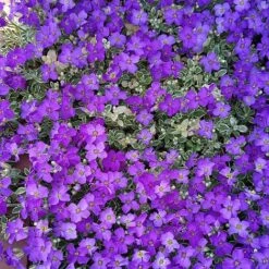 Aubrieta 'Dr. Mules Variegata' -Garden Plants Shop AUBR T58326 D