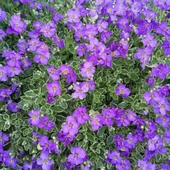 Aubrieta 'Dr. Mules Variegata' -Garden Plants Shop AUBR T58326 E