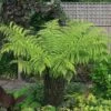 Australian Tree Fern -Garden Plants Shop AUST T55574 A h