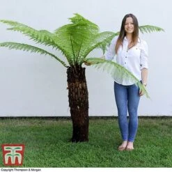 Australian Tree Fern 9 Australian Tree Fern -Garden Plants Shop AUST T55574 B