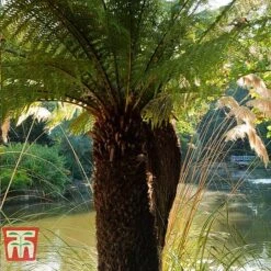 Australian Tree Fern 10 Australian Tree Fern -Garden Plants Shop AUST T55574 C