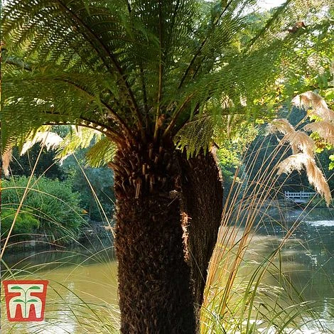 Australian Tree Fern 6 Australian Tree Fern - Image 4