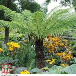 Australian Tree Fern 11 Australian Tree Fern -Garden Plants Shop AUST T55574 D