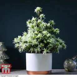 Spider Azalea Magisnow Tree 'Winter Beauty'- Gift