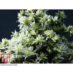 Spider Azalea Magisnow Tree 'Winter Beauty'- Gift -Garden Plants Shop AZAL WGKB7068 D