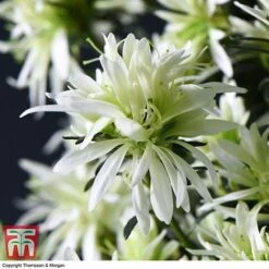 Spider Azalea Magisnow Tree 'Winter Beauty'- Gift -Garden Plants Shop AZAL WGKB7068 E