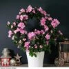 Azalea Hoop 'Light Pink'- Gift 1 Azalea Hoop 'Light Pink'- Gift -Garden Plants Shop AZAL WGKB7094 A1