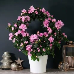 Azalea Hoop 'Light Pink'- Gift -Garden Plants Shop AZAL WGKB7094 NOW1