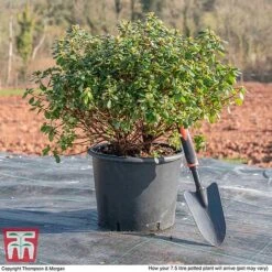 Rhododendron 'Rustica Hybrid Red' (Azalea Group) -Garden Plants Shop AZAL WKB9204 L