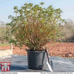 Rhododendron 'Rustica Hybrid Red' (Azalea Group) -Garden Plants Shop AZAL WKB9204 M