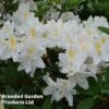 Azalea 'Daviesii' -Garden Plants Shop AZAL DECIDDAVI W45025