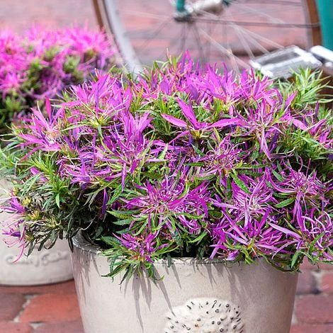 Azalea 'Starstyle Lilac' 4 Azalea 'Starstyle Lilac' - Image 2