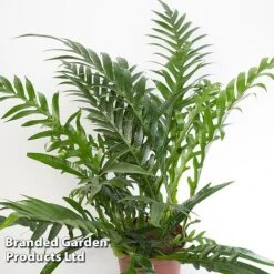 Aglaomorpha Coronans -Garden Plants Shop Aglaomorpha coronans WKF1158