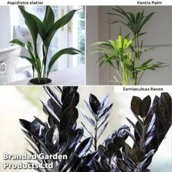 Almost Unkillable Houseplant Mixed Pot Collection -Garden Plants Shop Almost Unkillable Hp Mix Pot Coll WKF11021