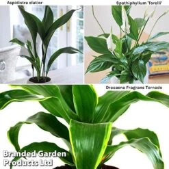 Almost Unkillable Houseplant Collection -Garden Plants Shop Almost20Unkillable20House20Plant20Collection WKF1101