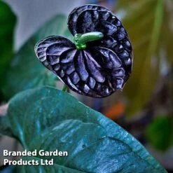 Anthurium 'Black Love' -Garden Plants Shop AnthuriumBlackLove WKF1184