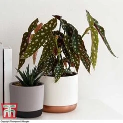 Begonia Maculata 8 Begonia Maculata -Garden Plants Shop BEGO WKB2725 G