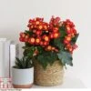 Begonia Elatior 'Valentino Pink' -Garden Plants Shop BEGO WKB4120 A