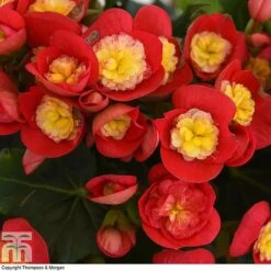 Begonia Elatior 'Valentino Pink' 8 Begonia Elatior 'Valentino Pink' -Garden Plants Shop BEGO WKB4120 C1