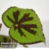 Begonia Masoniana 'Rock' -Garden Plants Shop BEGO JUNGLEROC T38833