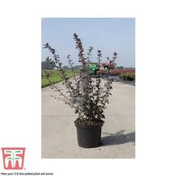 Berberis X Ottawensis F. Purpurea 'Superba' -Garden Plants Shop BERB T66062 C
