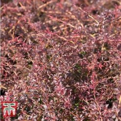 Berberis Thunbergii 'Orange Dream'